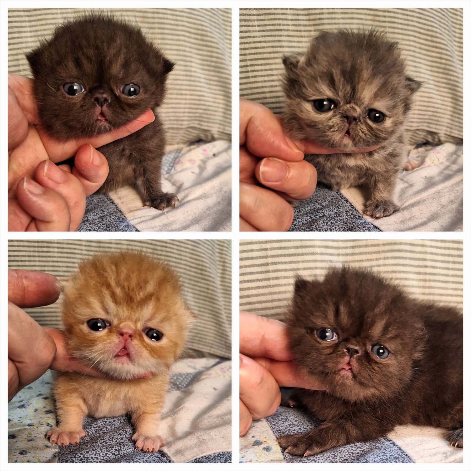 GC-RW-Villamor-Bubaloo-Almathea-Adelaide-gatitos-1